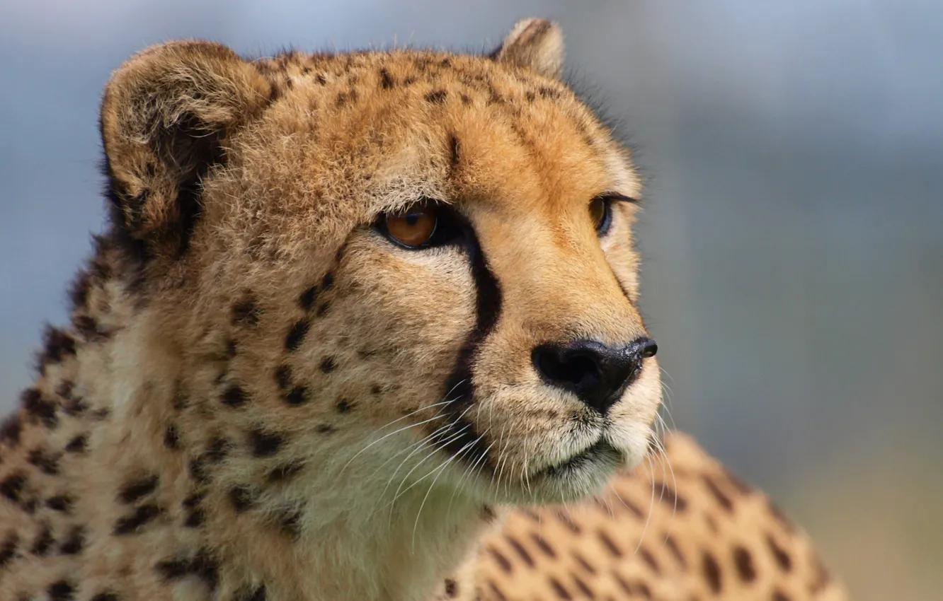 Photo wallpaper look, predator, Cheetah, big cat