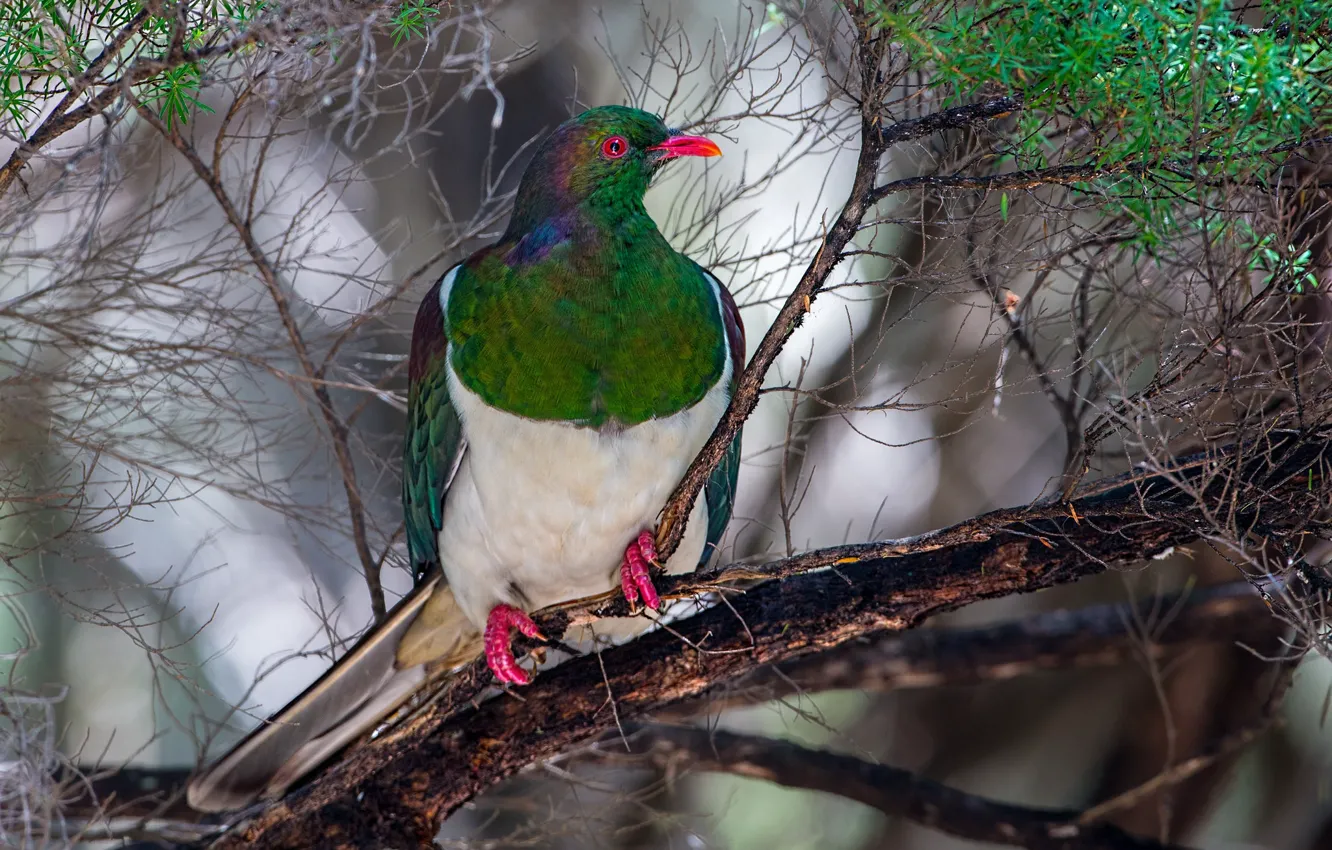 Photo wallpaper trees, branches, nature, green, background, bird, pigeons, sitting