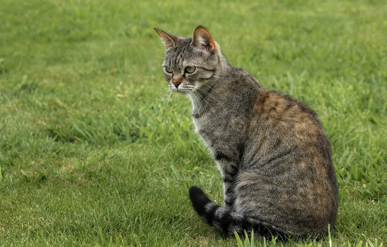 Photo wallpaper cat, cat, glade