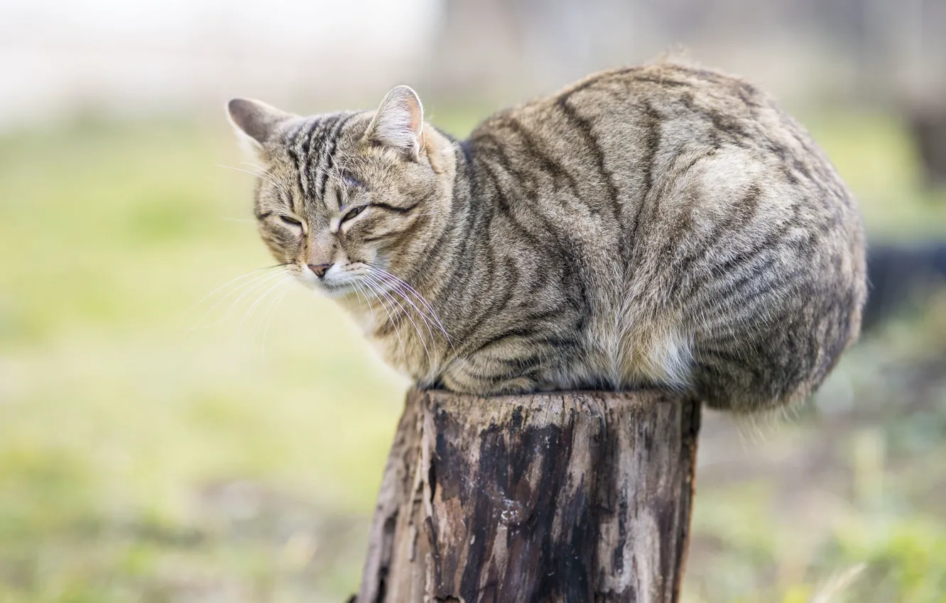 Photo wallpaper cat, log, sitting