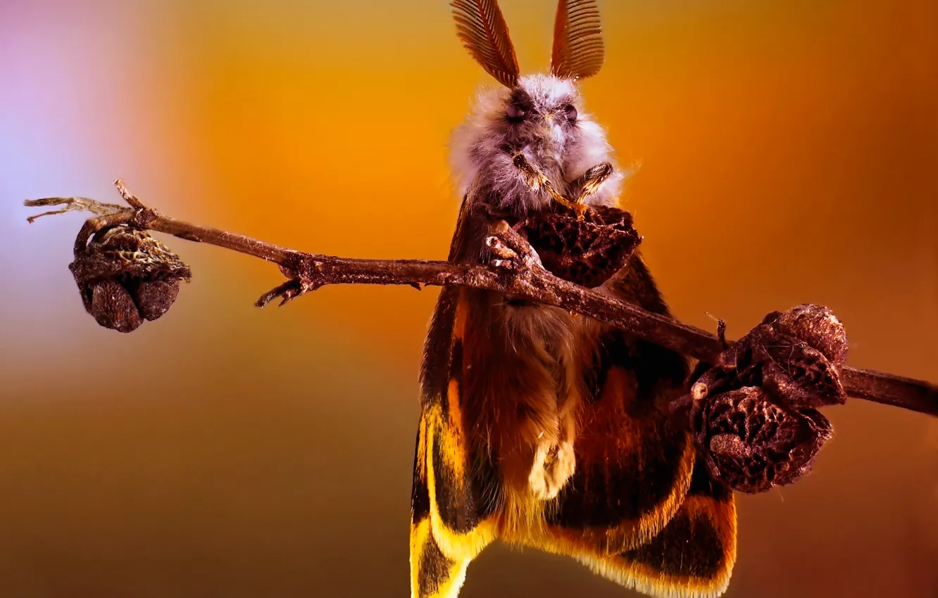 Photo wallpaper branches, butterfly, insect