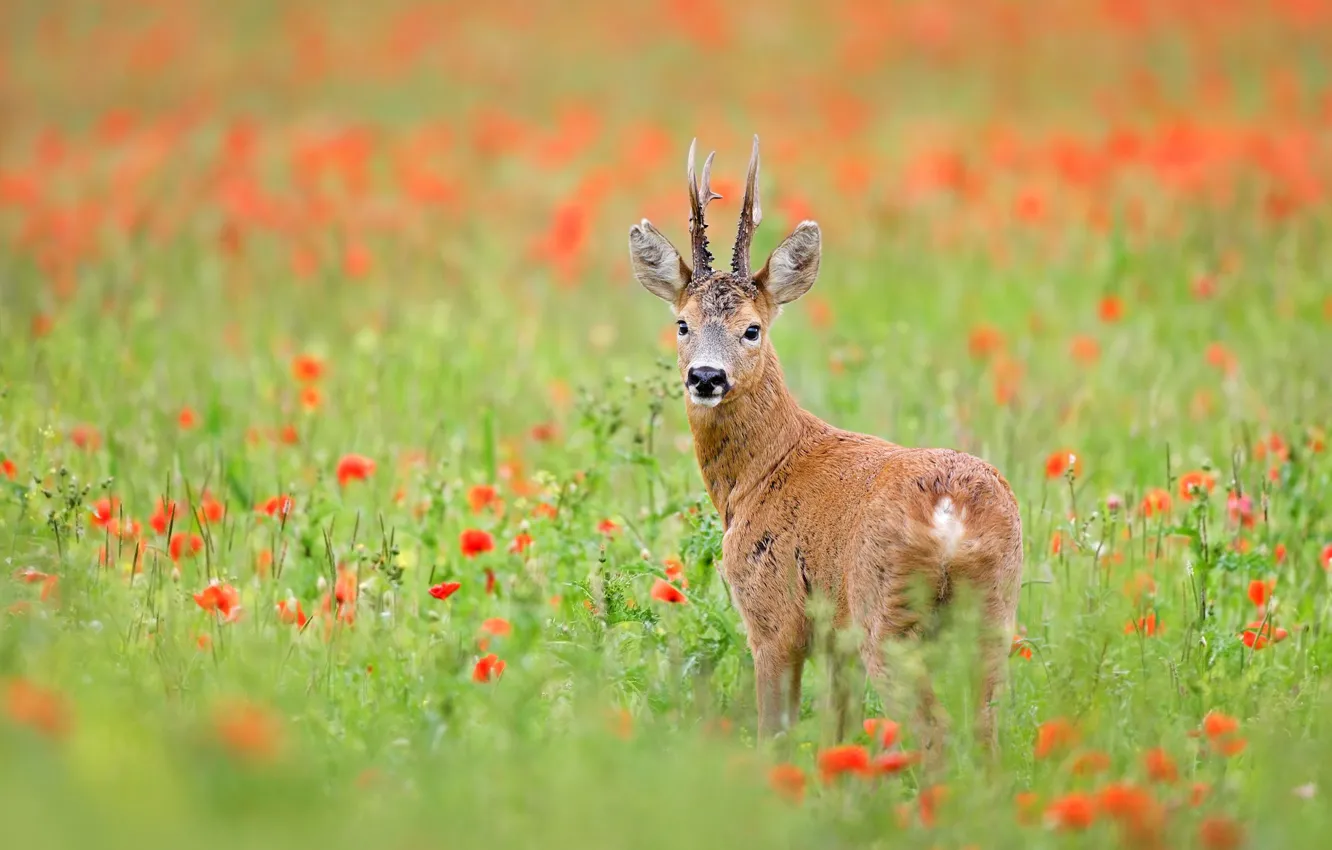 Photo wallpaper Maki, deer, ROE, poppy field