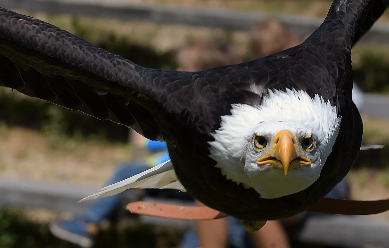 Photo wallpaper flight, bird, eagle, predator