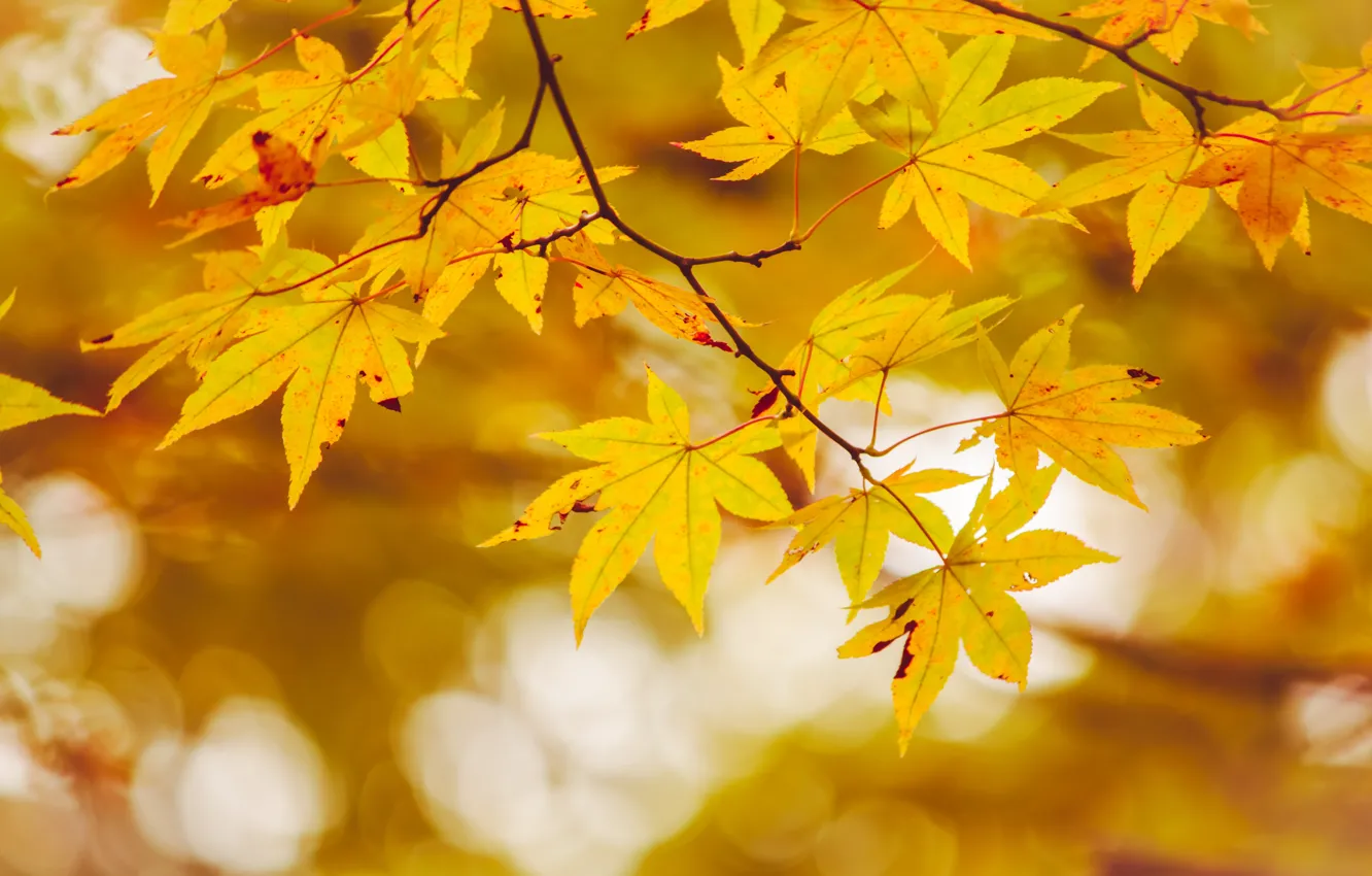 Photo wallpaper autumn, leaves, trees, colorful, maple, autumn, leaves, maple