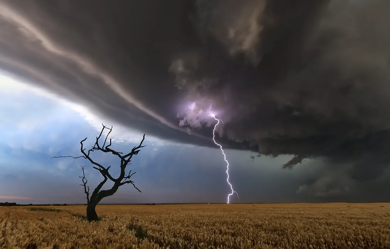 Photo wallpaper field, tree, lightning