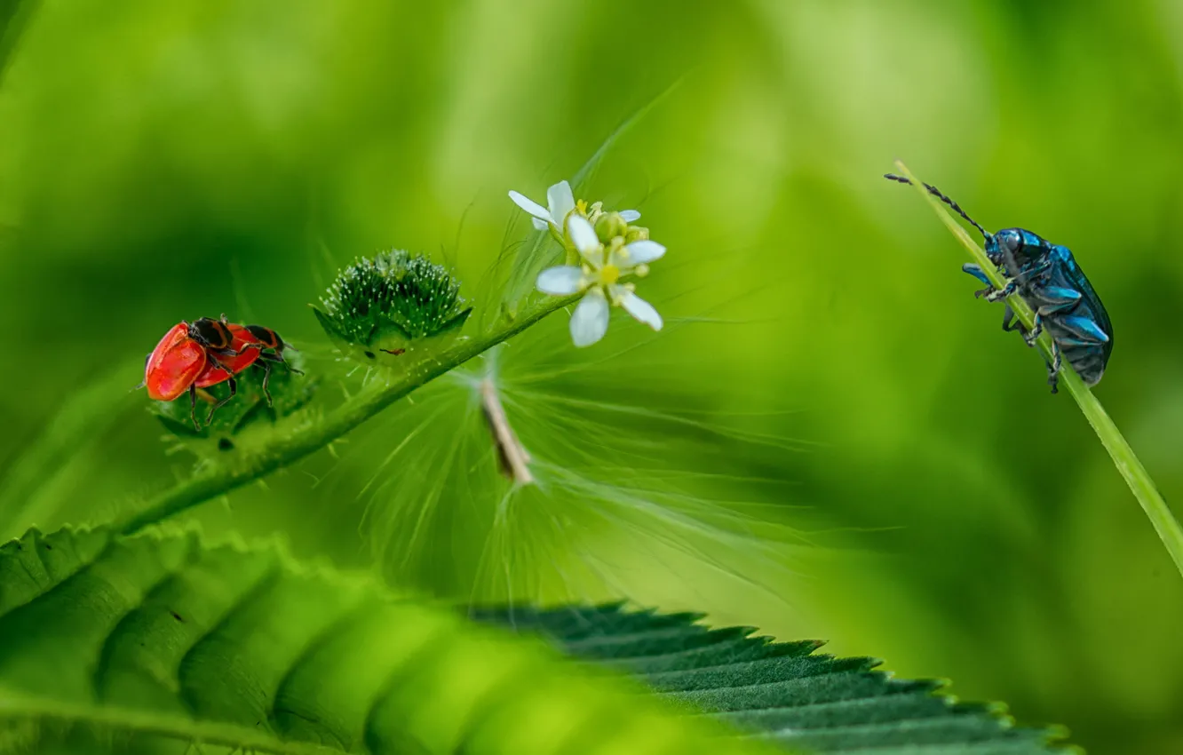 Photo wallpaper forest, flower, grass, leaves, insects, nature, beetle
