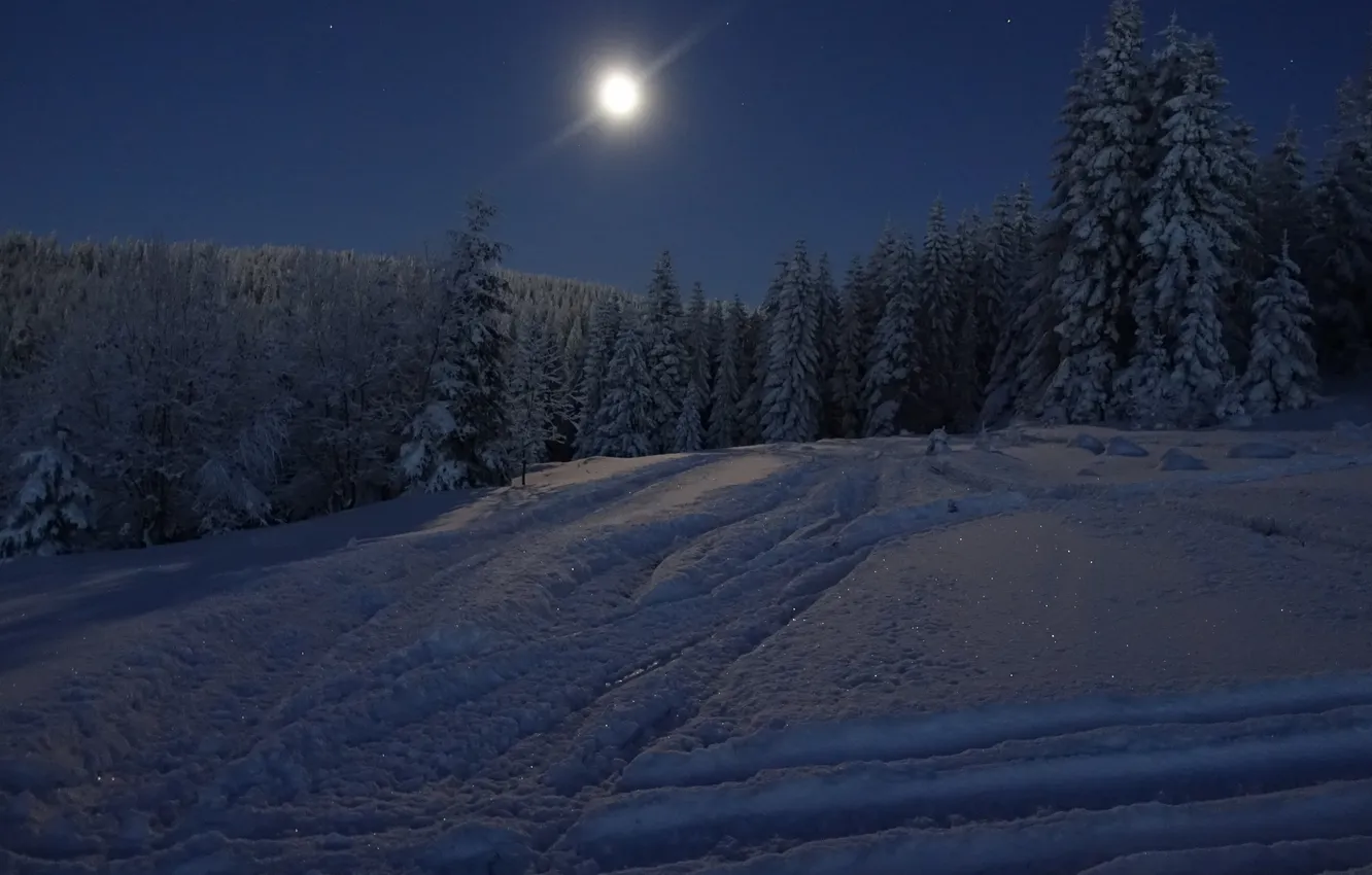 Photo wallpaper winter, forest, the sky, snow, trees, landscape, night, nature