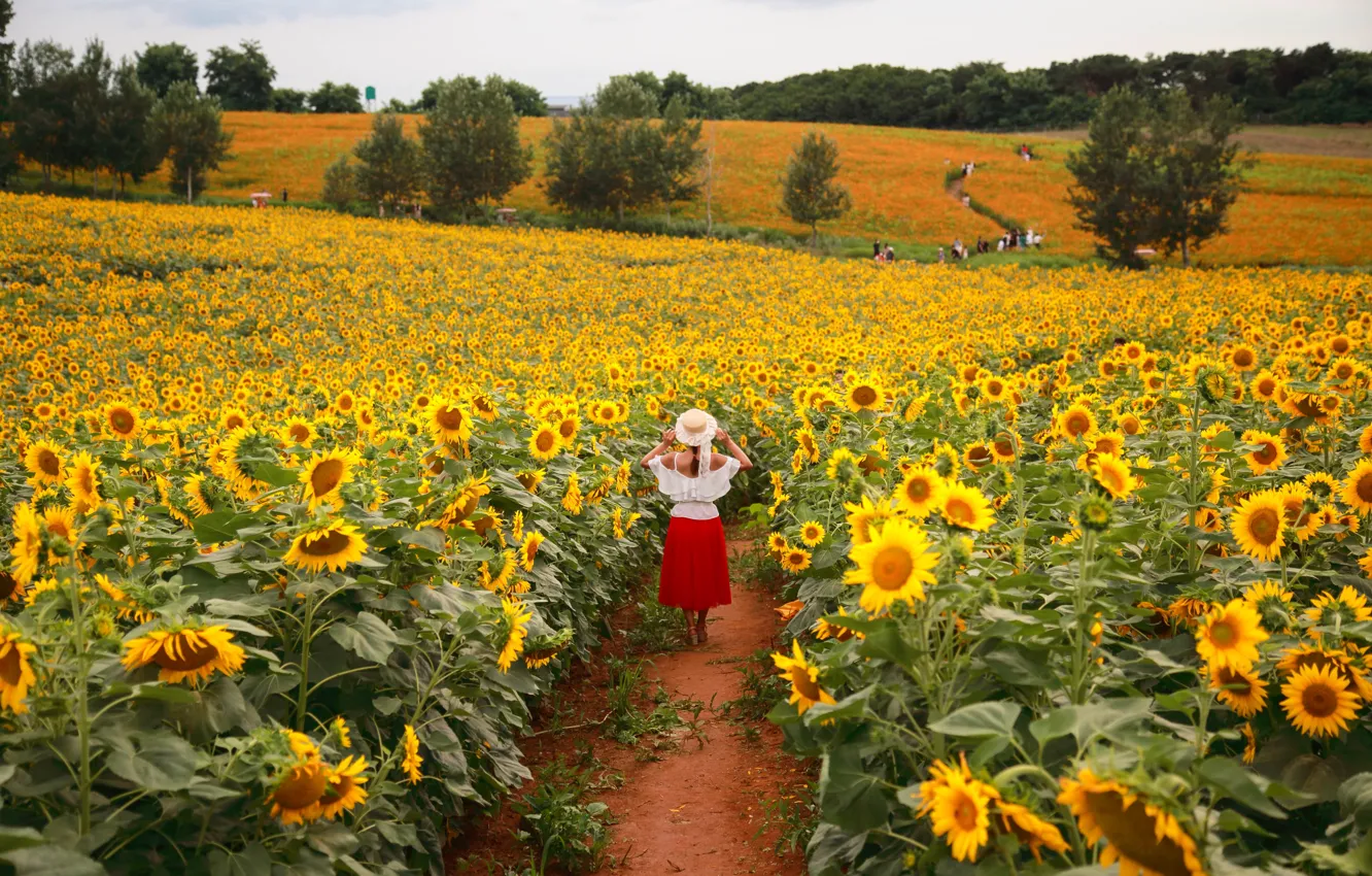 Photo wallpaper field, girl, sunflowers, landscape, flowers, nature, track, path