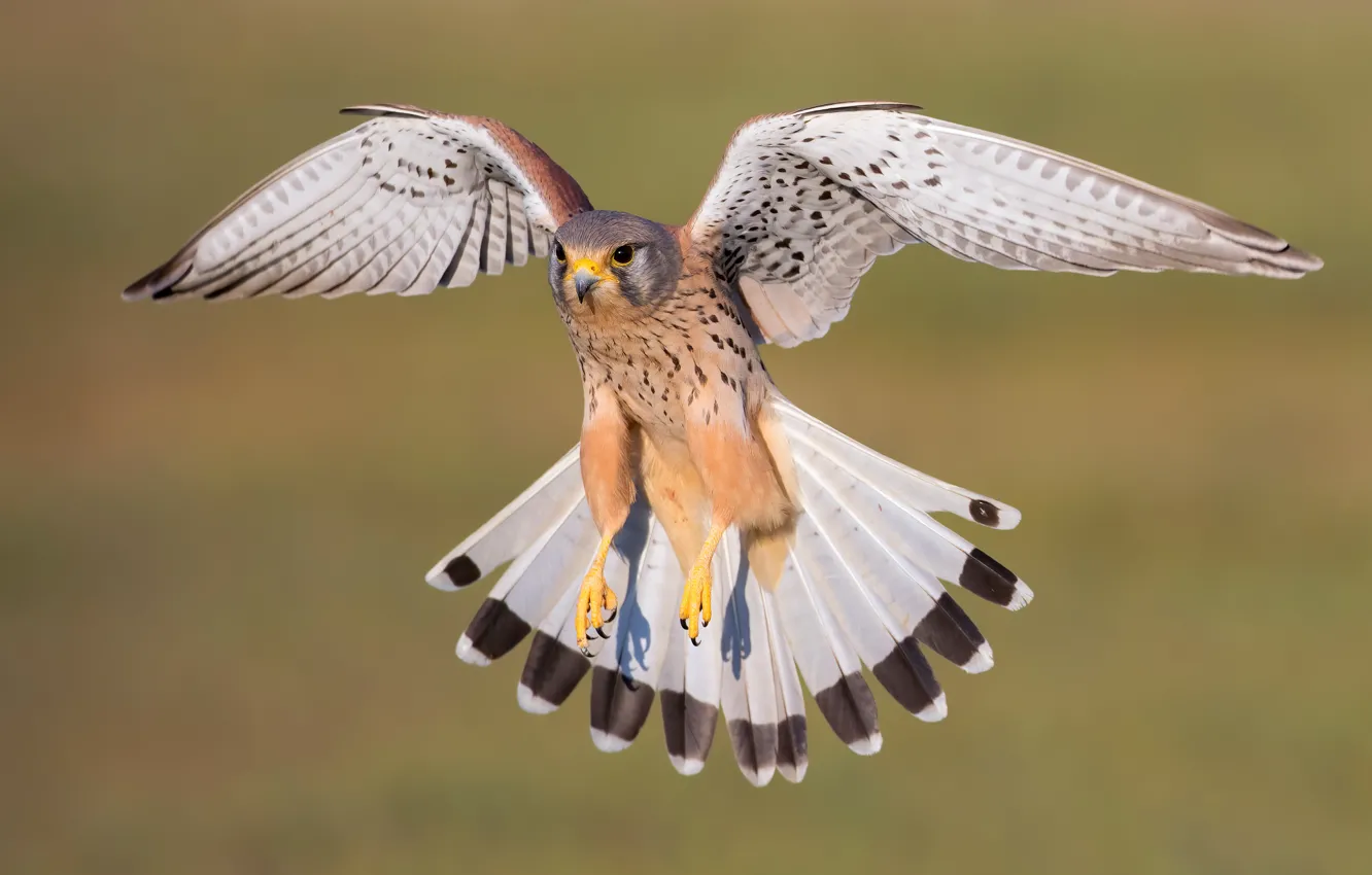 Photo wallpaper flight, background, bird, tail, Falcon, Kestrel, wingspan