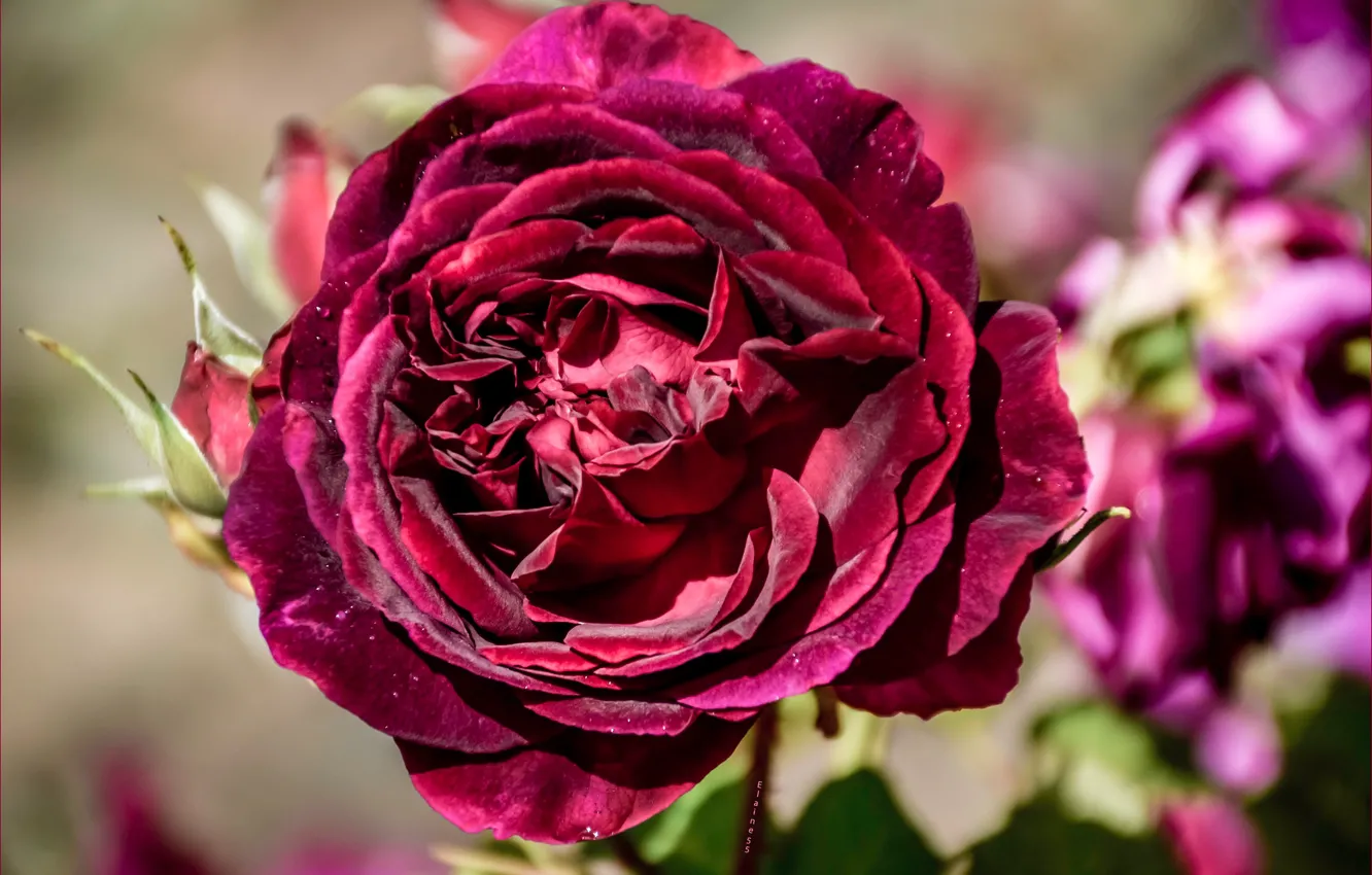 Photo wallpaper macro, roses, petals, buds
