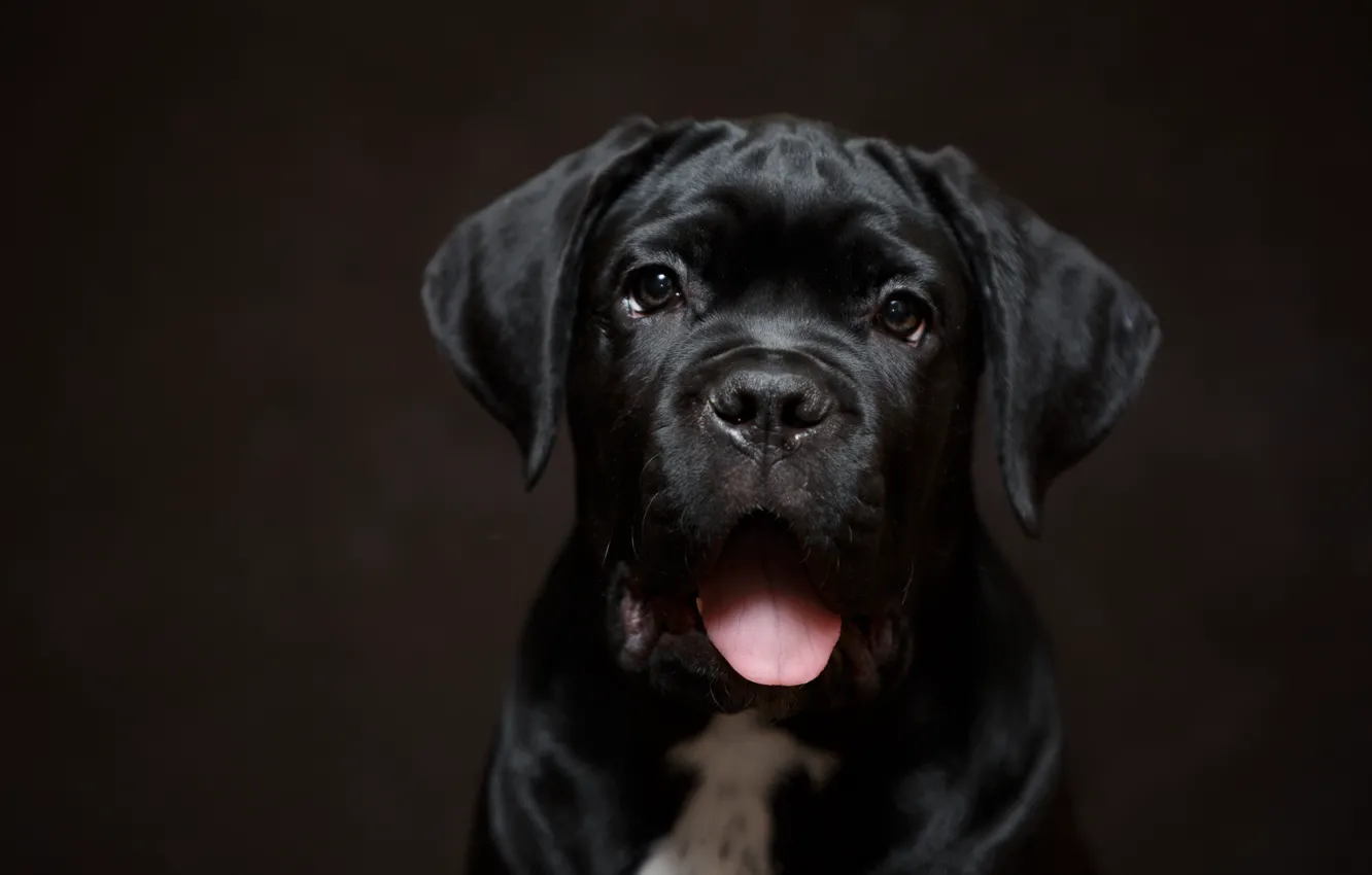 Photo wallpaper language, black, puppy