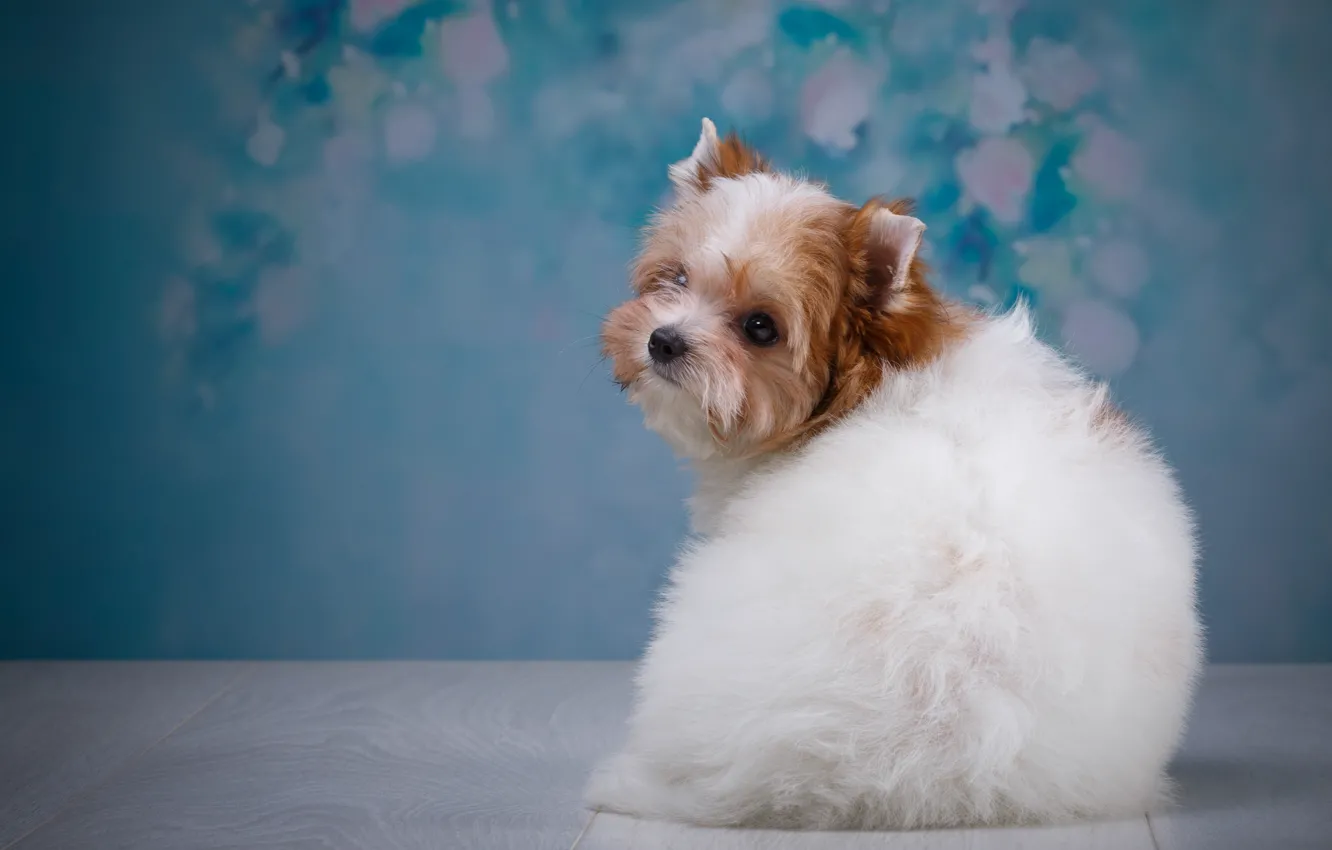 Photo wallpaper cute, puppy, breed