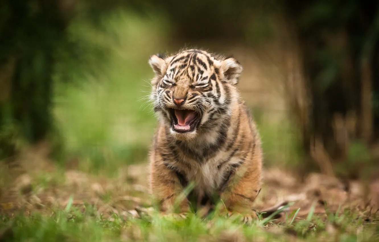 Photo wallpaper cat, tiger, tiger, Sumatran