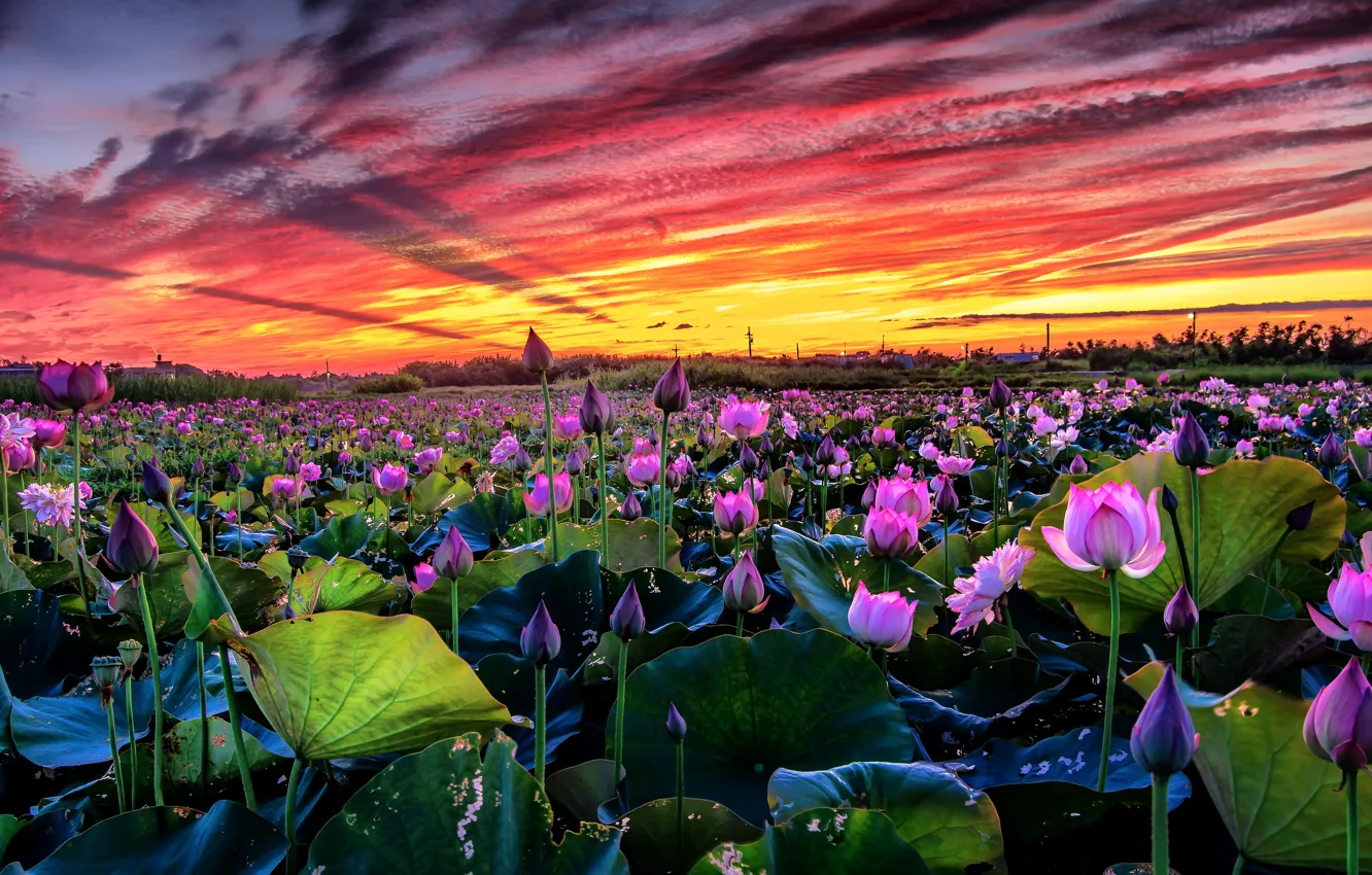 Photo wallpaper field, the sky, leaves, clouds, landscape, sunset, flowers, nature