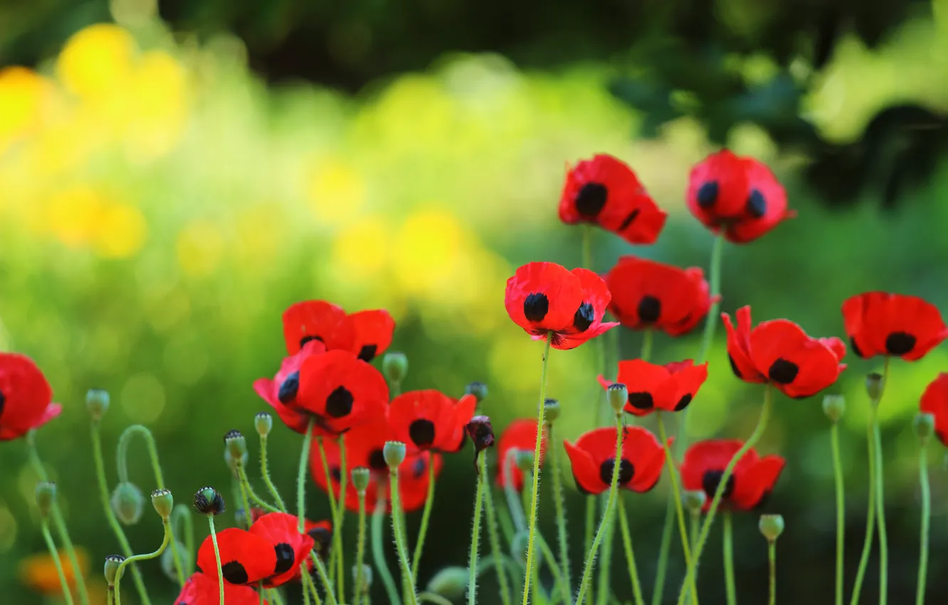Photo wallpaper summer, flowers, red, Maki, meadow, bokeh