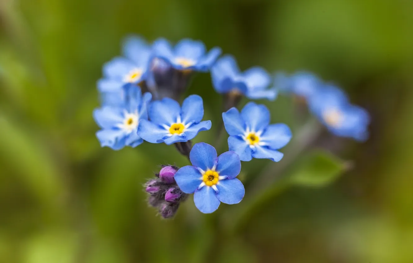 Photo wallpaper macro, flowers, bokeh, Forget-me-nots, Udris Ivar