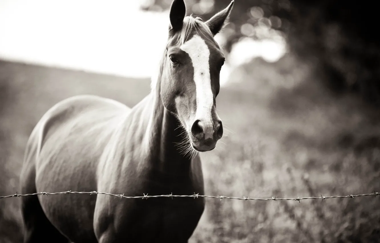 Photo wallpaper horse, loyal, master, waiting for, Waiting you