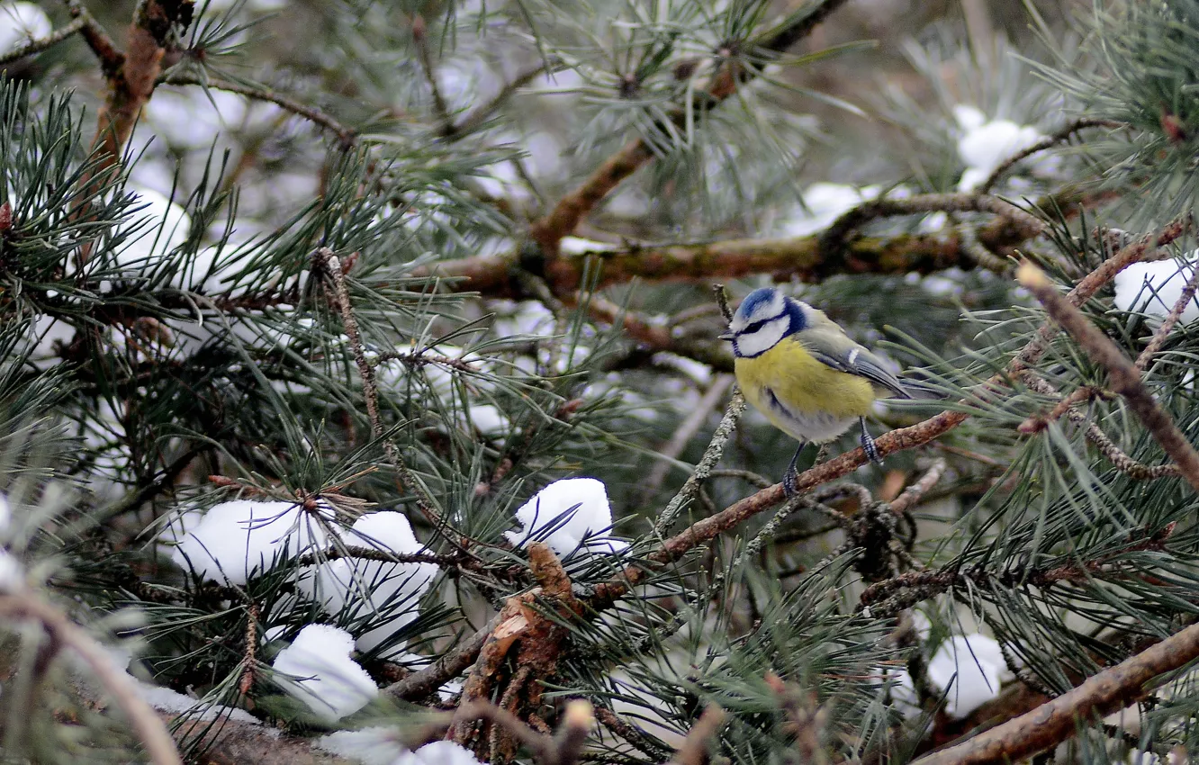 Photo wallpaper winter, trees, tit, blue tit