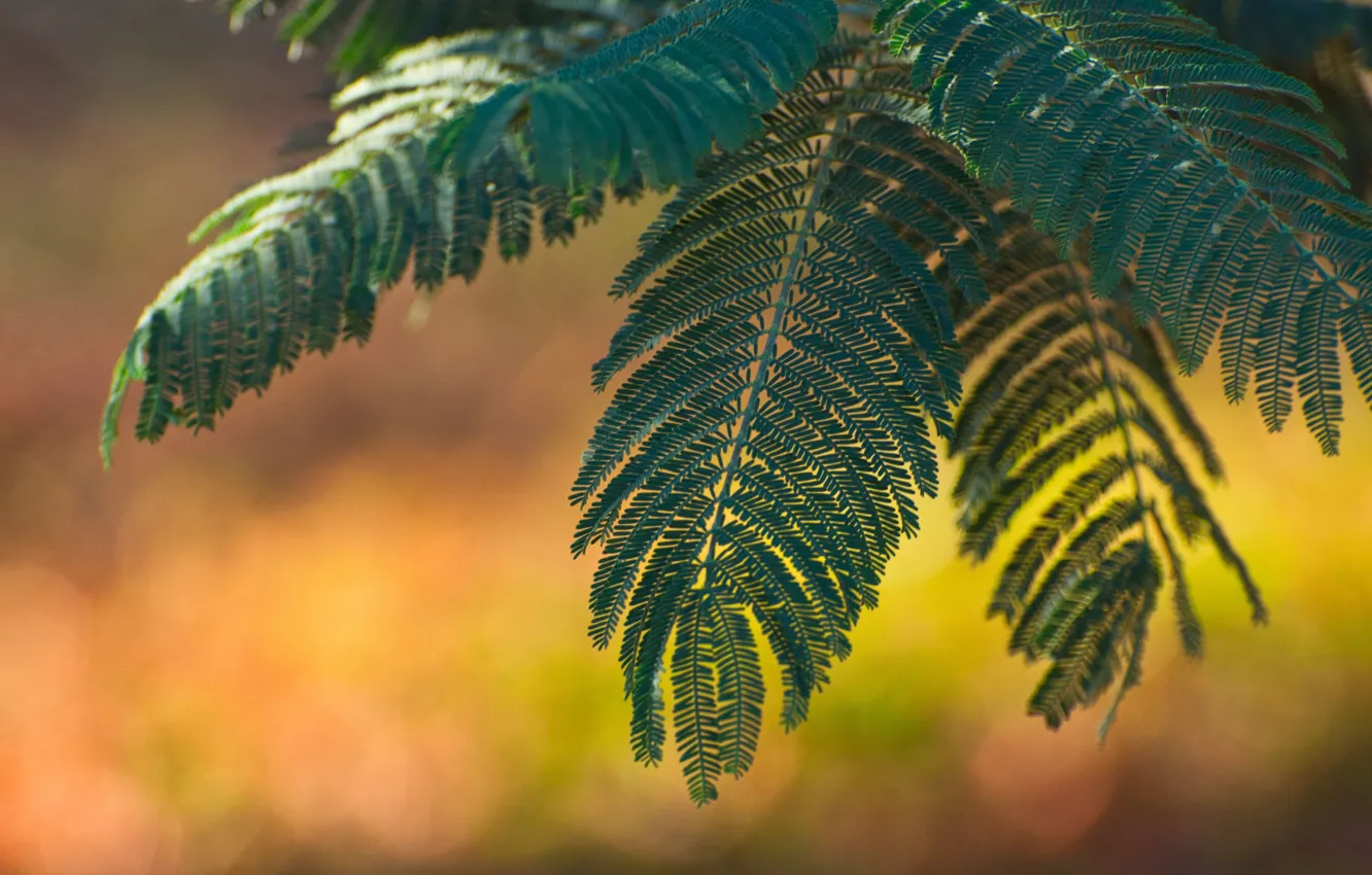 Photo wallpaper leaves, macro, Acacia