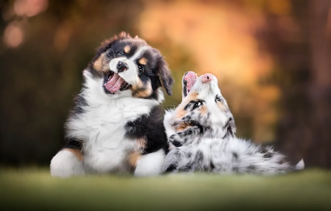 Photo wallpaper mood, dog, puppy, a couple, bokeh, Australian shepherd, Aussie