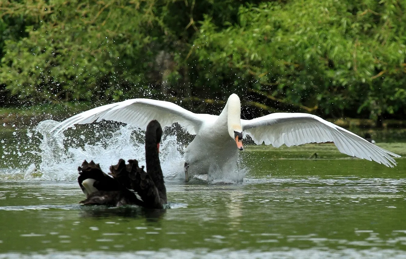 Photo wallpaper birds, wings, swans, run, Out of the way!