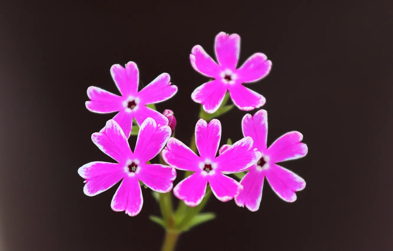 Photo wallpaper nature, plant, petals, inflorescence