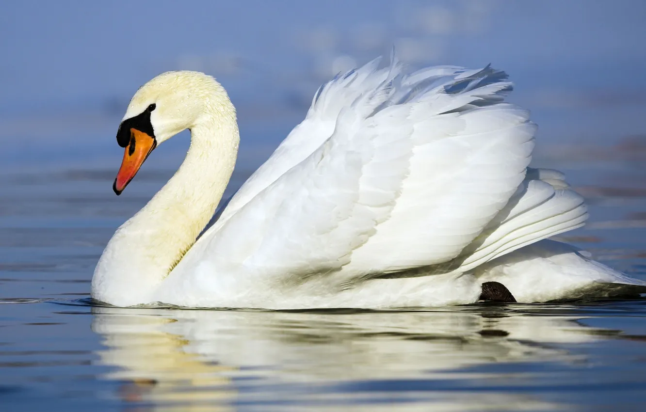 Photo wallpaper white, bird, Swan, floats