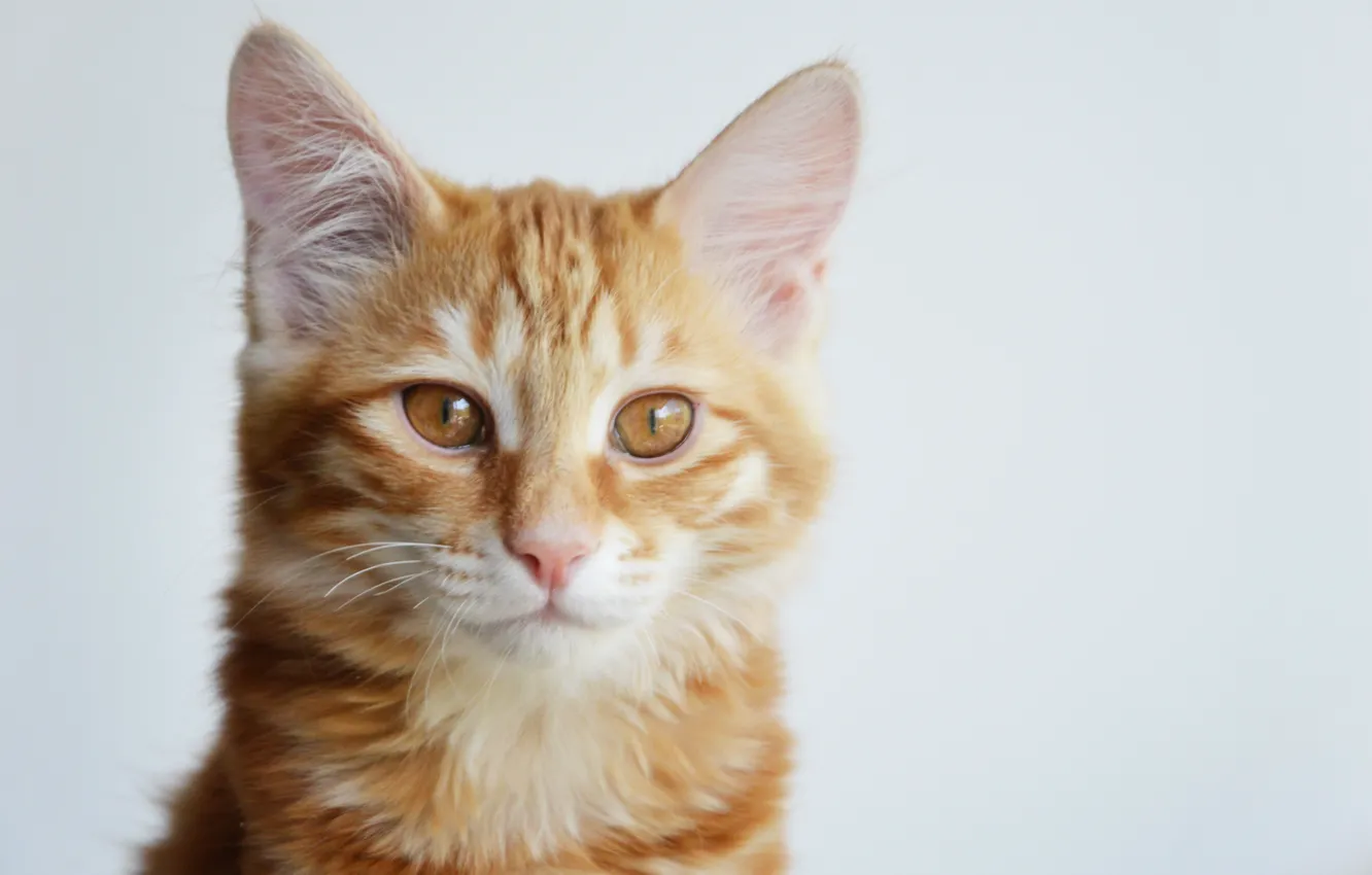 Photo wallpaper cat, red, kitty, kitten, cat, cute, Kurilian Bobtail