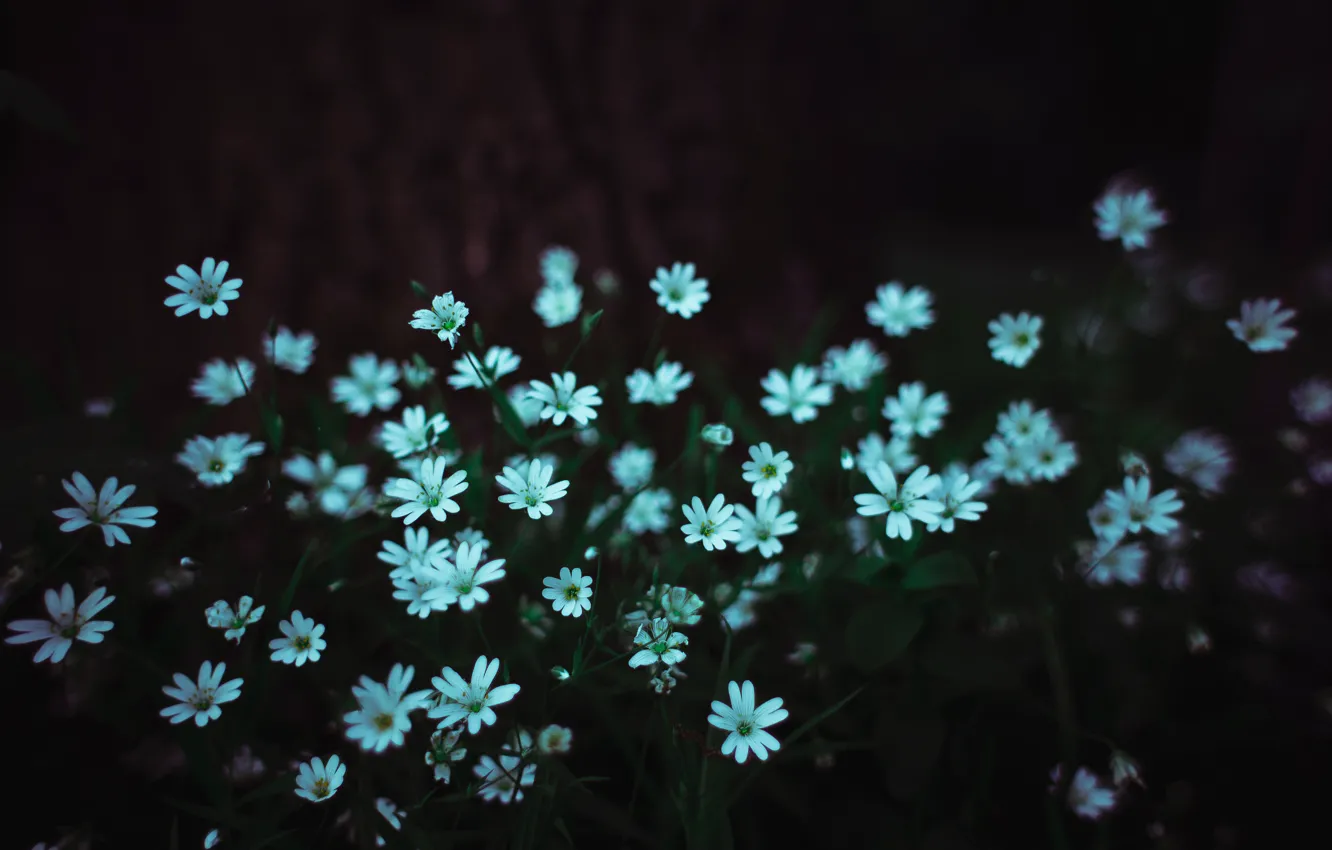 Photo wallpaper flowers, blue, dark, spring, small, a lot, dobraatebe