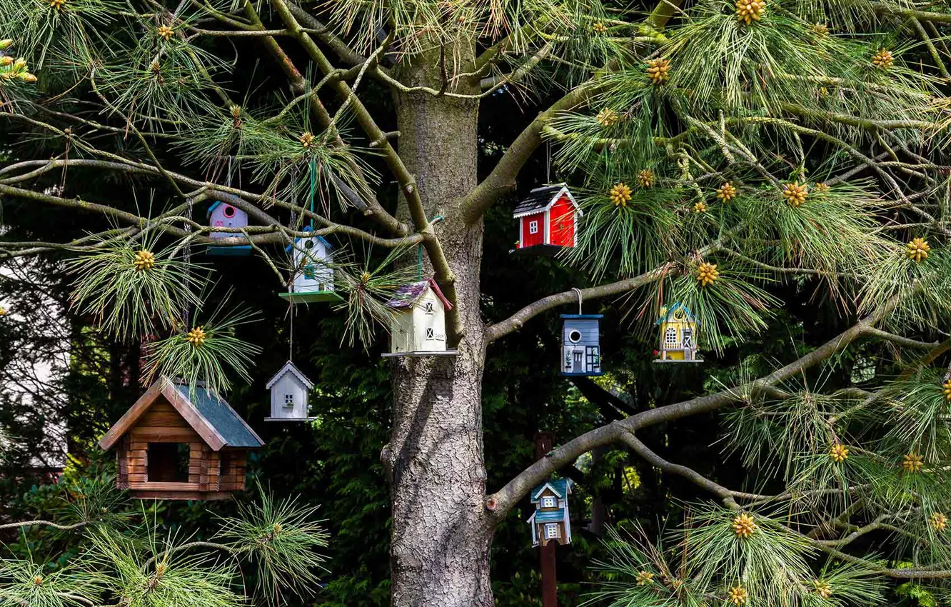 Photo wallpaper tree, birdhouse, pine, bird house