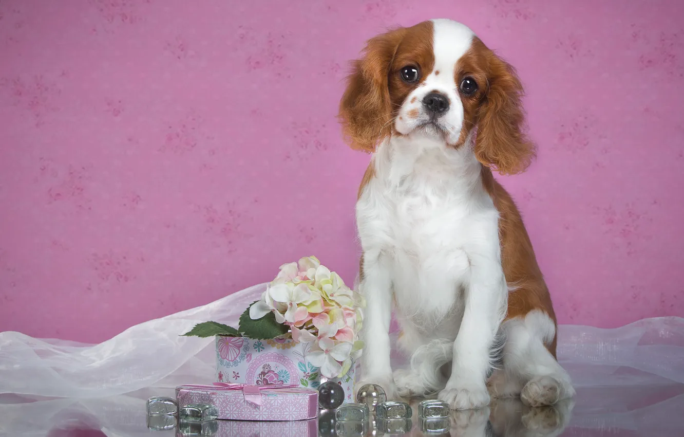 Photo wallpaper look, flowers, background, pink, box, gift, Wallpaper, dog