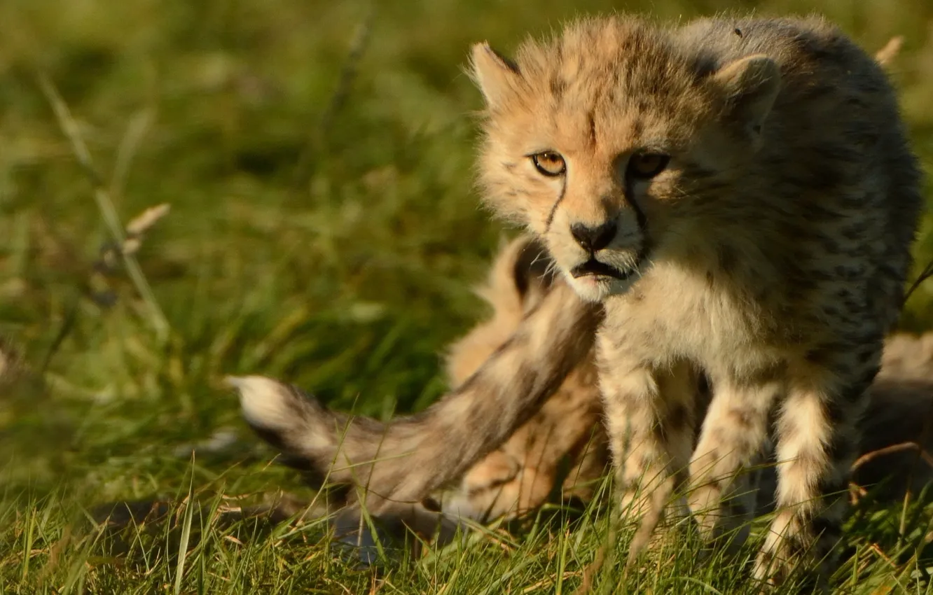 Photo wallpaper predator, Cheetah, cub, wild cat