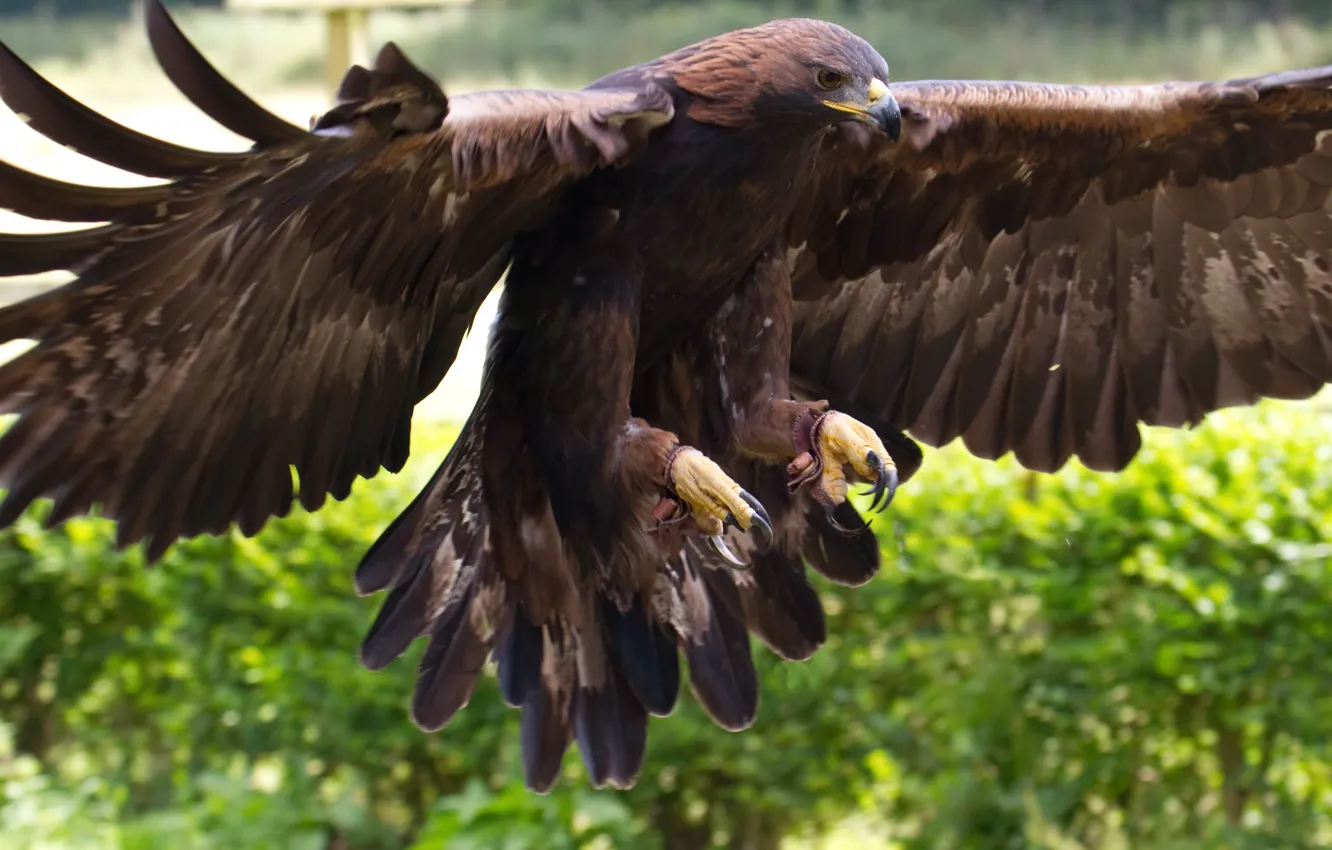 Photo wallpaper bird, animal, Golden Eagle, paste