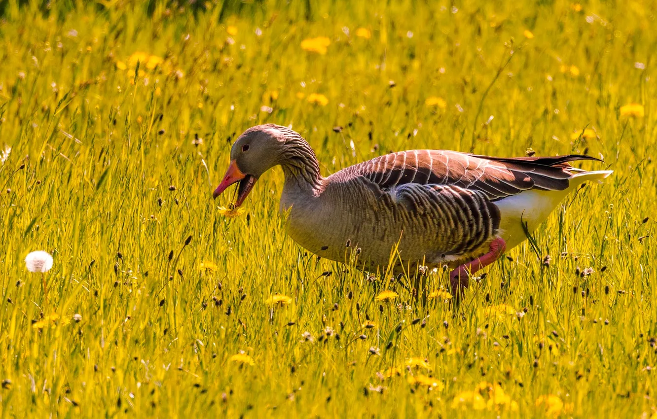Photo wallpaper grass, bird, glade, geese