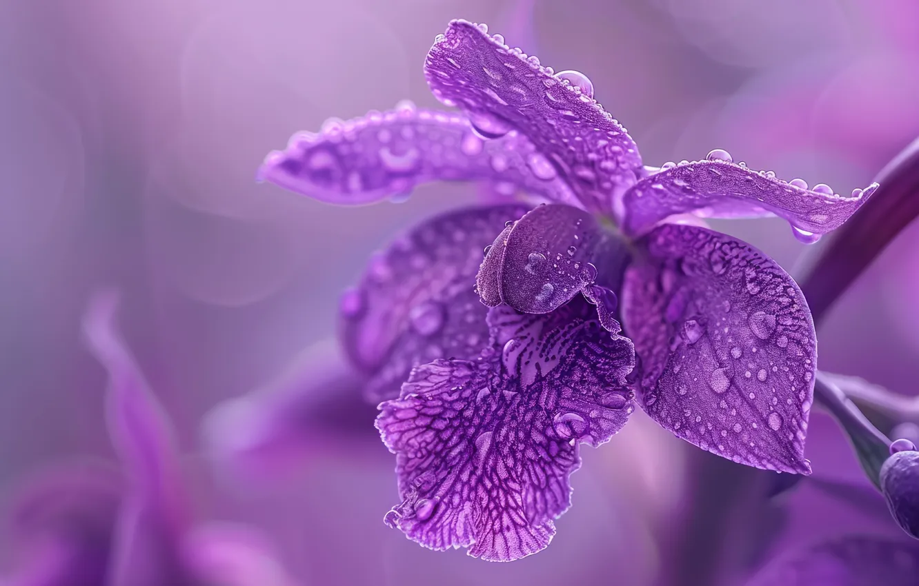 Photo wallpaper drops, macro, flowers, Orchid, lilac, lilac background, AI art, neural network