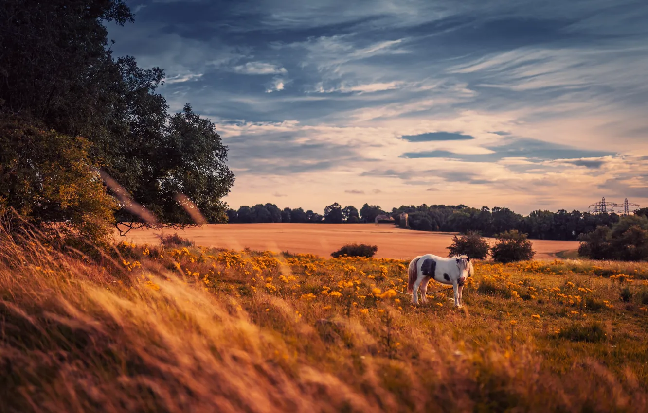 Photo wallpaper field, grass, horse, horse