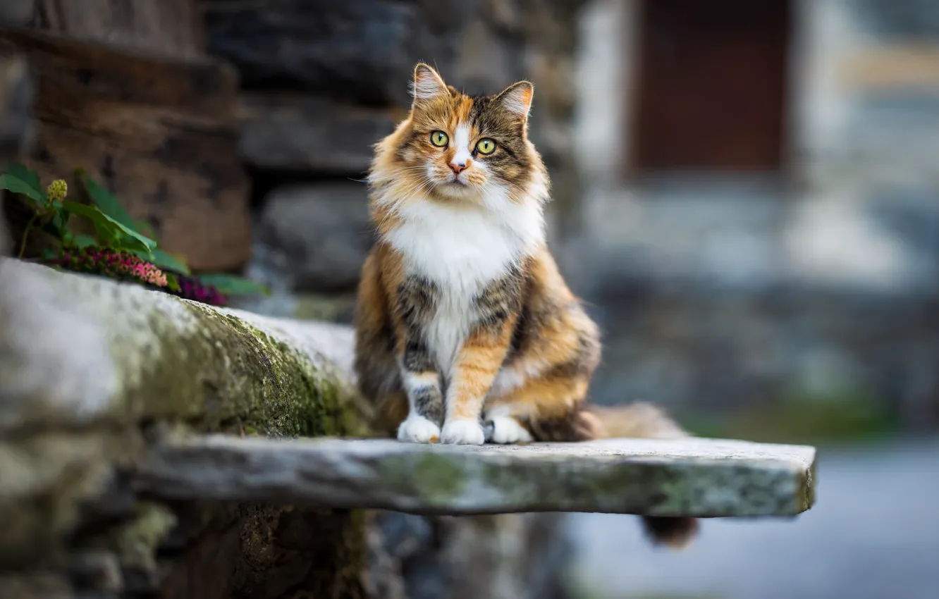 Photo wallpaper cat, cat, look, pose, face