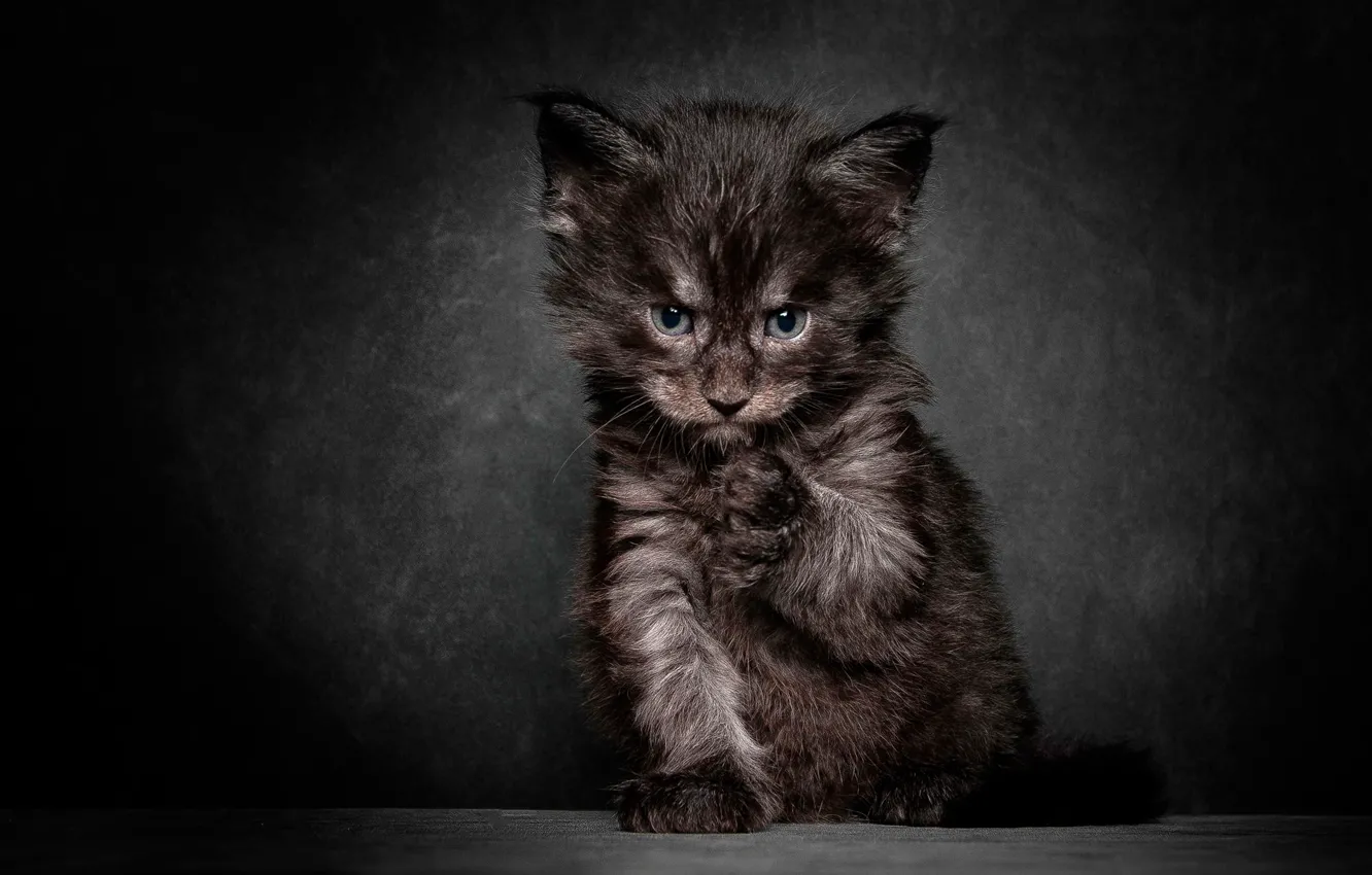 Photo wallpaper background, muzzle, kitty