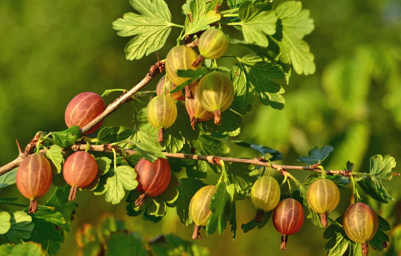 Photo wallpaper berries, the bushes, gooseberry