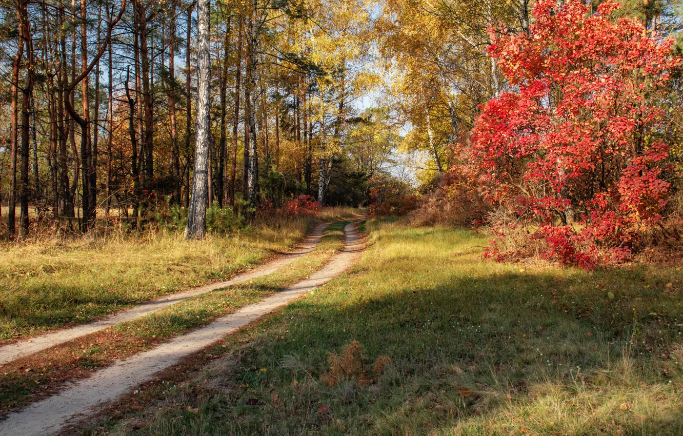 Photo wallpaper autumn, forest, track