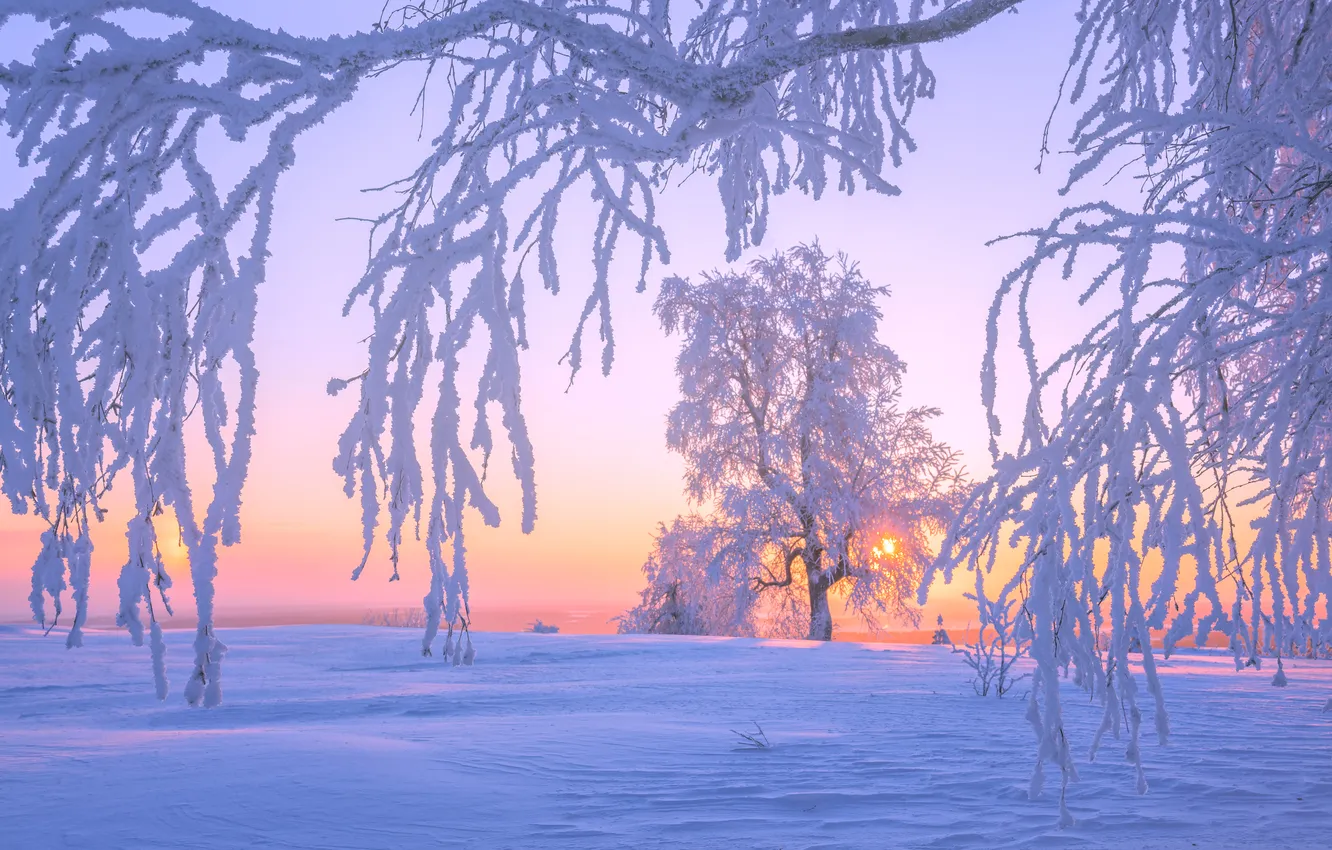 Photo wallpaper winter, snow, trees, branches, dawn, morning, Russia, frost
