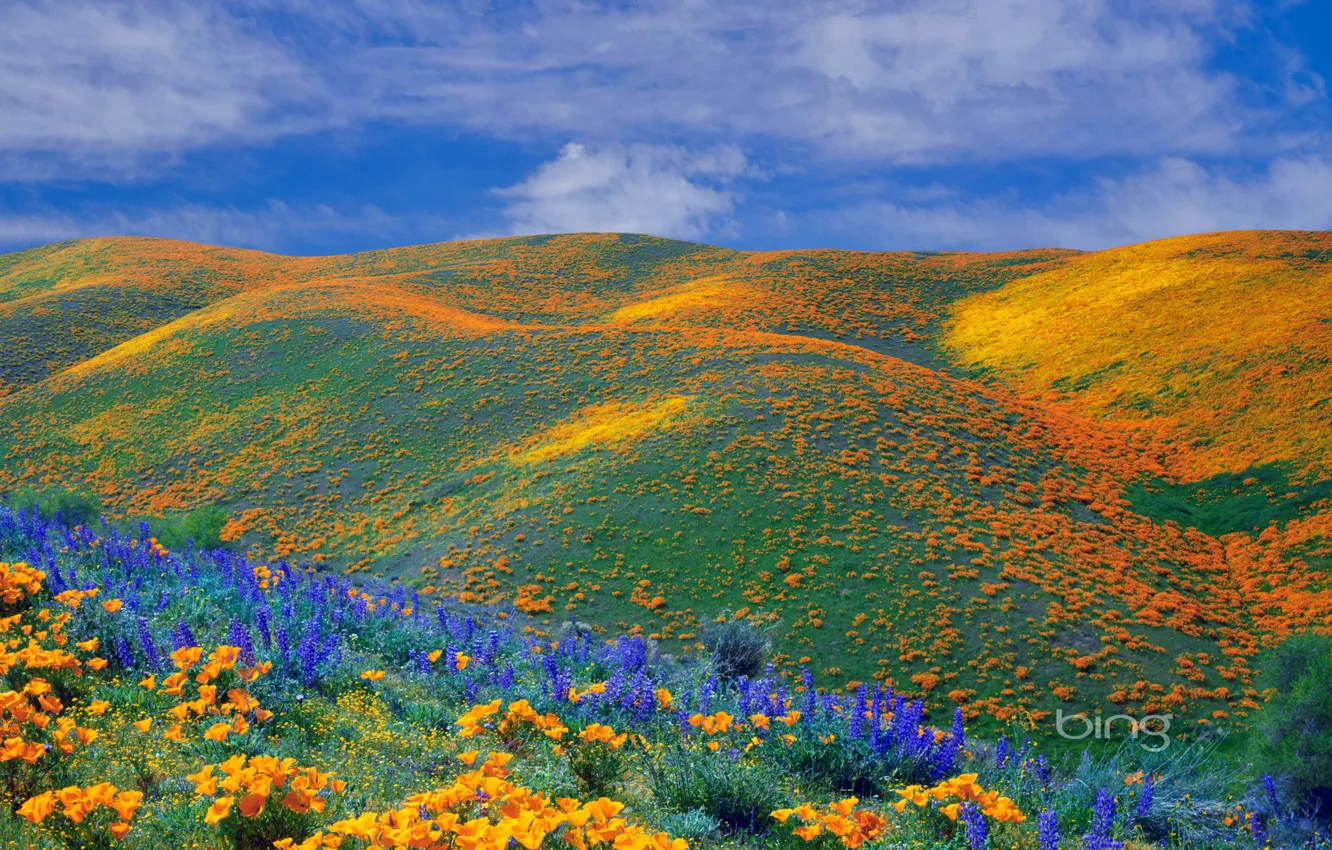 Photo wallpaper field, the sky, clouds, flowers, hills, Maki, meadow