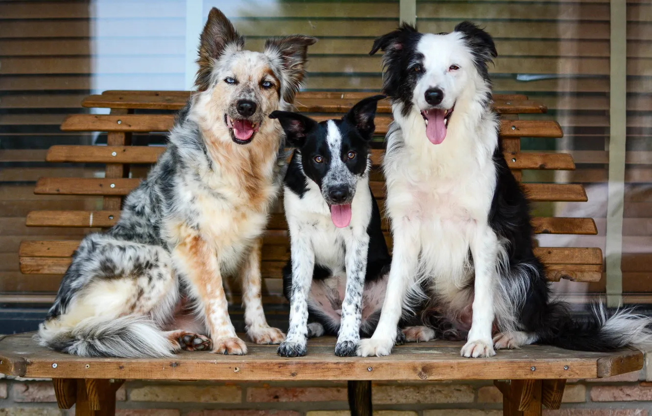 Photo wallpaper dogs, friendship, company, sitting, posing, Trinity, Wallpaper from lolita777, boys