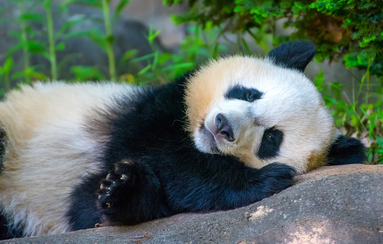 Photo wallpaper nature, stones, sleep, bear, Panda, sleeping, lies, face