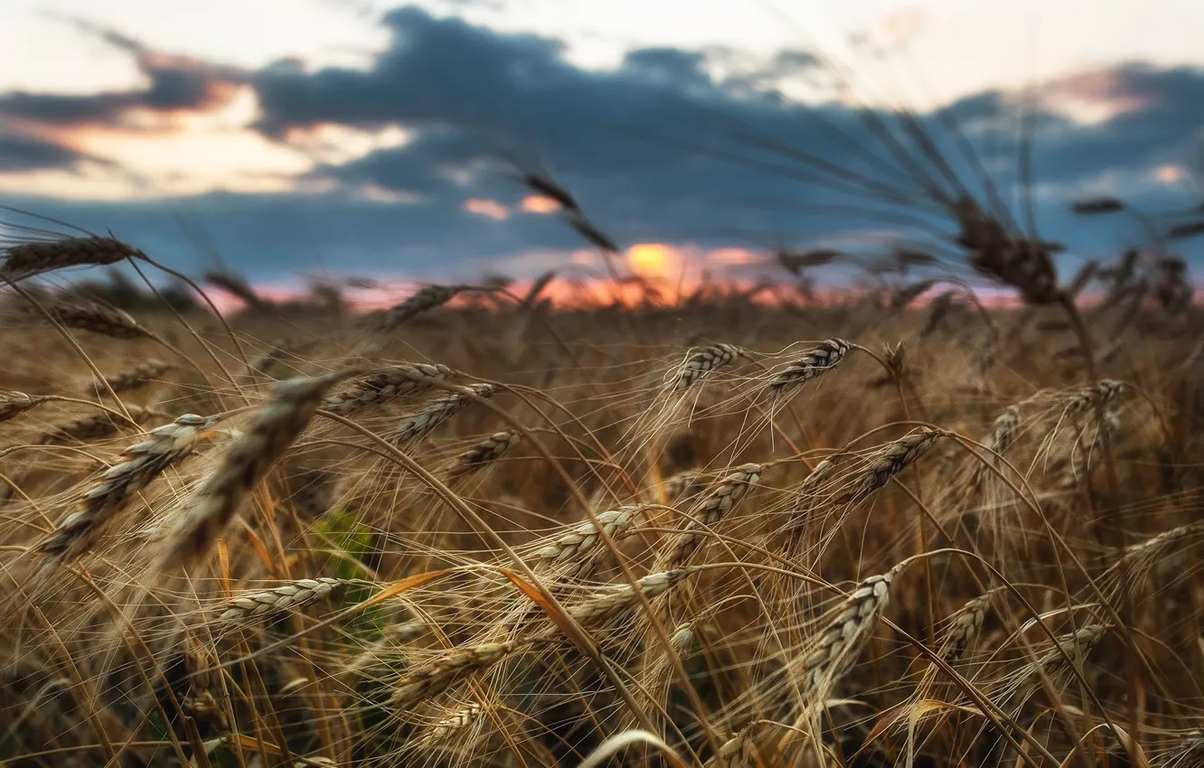 Photo wallpaper wheat, field, Paul Sahaidak