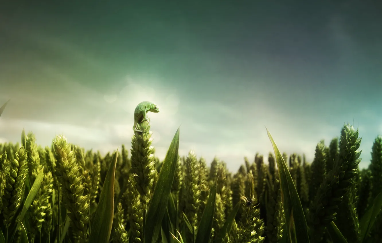 Photo wallpaper wheat, green, Field, lizard