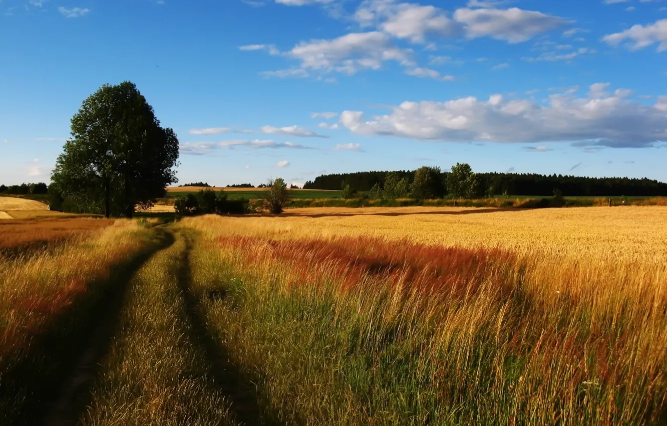 Photo wallpaper road, wheat, field, the sky, tree, rye