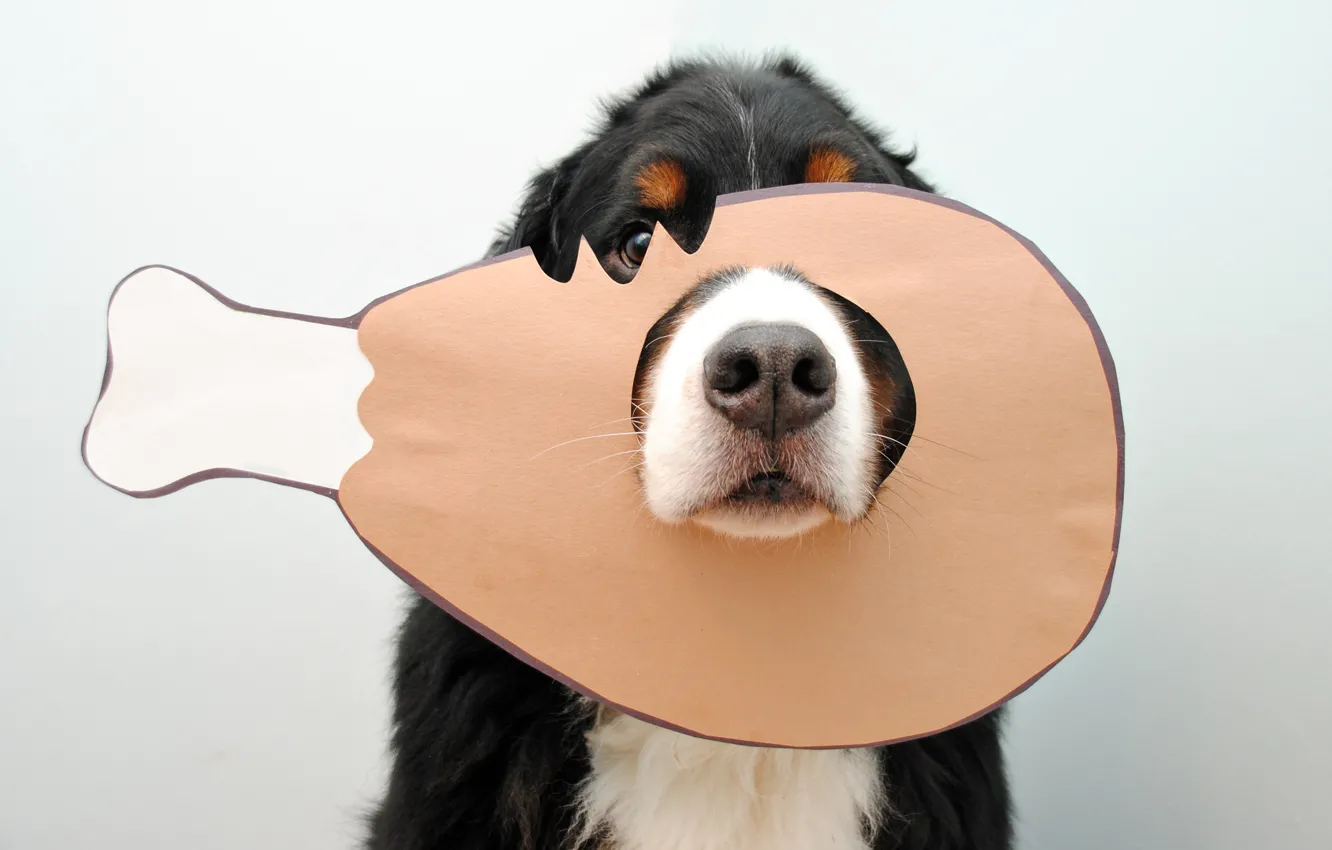 Photo wallpaper look, pose, portrait, dog, nose, bone, meat, puppy