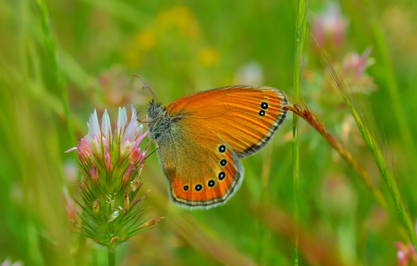 Photo wallpaper macro, butterfly, spring, butterfly, macro, spring