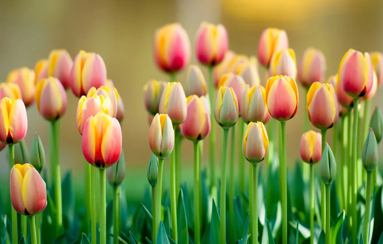 Photo wallpaper tulips, buds, a lot
